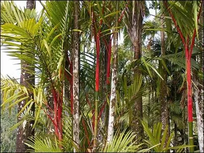 Il y a plus de 300 espces de palmiers et de bambous dans ce merveilleux jardin au nord de l'le de la Martinique.