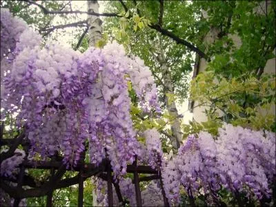 Cet endroit se trouve  Paris dans une rue agrable qui porte le nom bien appropri de :