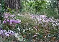 Varit remarquable, trs dcorative, formant des tapis qui illuminent les sous-bois. La floraison s'tale du mois d'aot jusqu'aux premires geles.