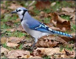 Le mot commence par : Ju...