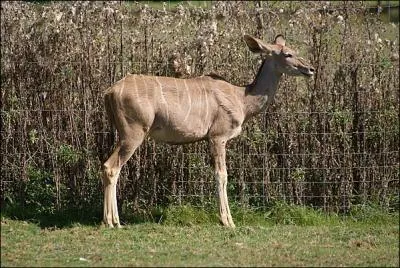 Quel parc zoologique de la Haute-Vienne a servi au tournage de trois pisodes de la srie Victor Sauvage diffuse sur TF1 ?