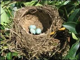 Le mot commence par : Ja...