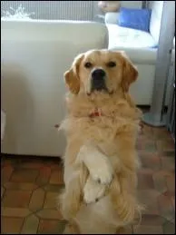 Le mot commence par : Ja ...