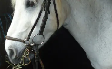 Quiz Galop 2
