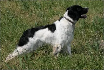 Ce chien est un Setter anglais :