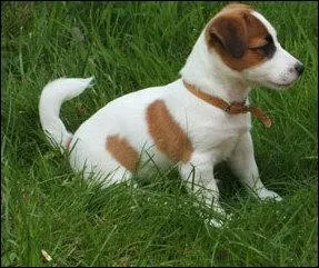 Ce chien est-il un chien de chasse ?