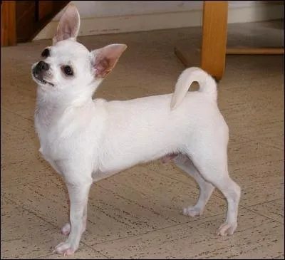 Ce chien est-il ou a-t-il dj t un chien de chasse ?