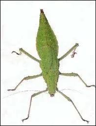 Quel est ce phasme ?