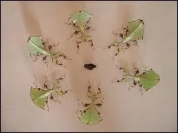 Quel est ce phasme ?