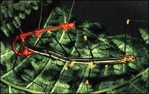 Quel est ce phasme ?