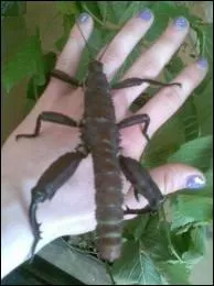 Quel est ce phasme ?