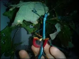 Quel est ce phasme ?