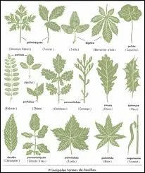 Quel est ce dispositif des vgtaux situ le plus souvent sur la face infrieure des feuilles et perc d'un minuscule orifice (ostiole) servant  la respiration et  la transpiration des plantes ?