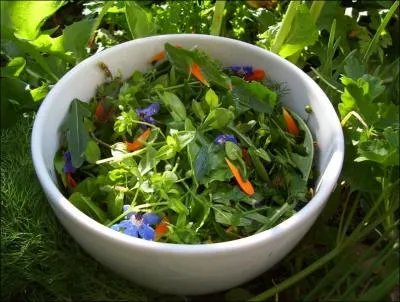 Cette plante riche en vitamine C est antiseptique, expectorante et diurtique. Elle fait partie des fleurs comestibles qui peuvent se dguster crues en salade. C'est ...