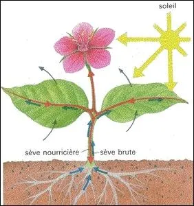 La photosynthse des vgtaux, pour avoir lieu, requiert la prsence d'eau, de chlorophylle et de 2 autres lments, cochez donc l'intrus.