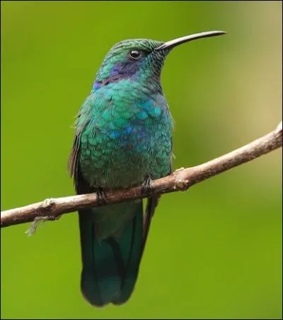 C'est un champion incontest du vol stationnaire ... .