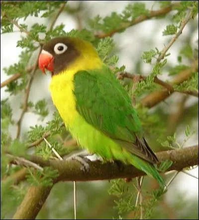 Son nom latin drive de termes grecs signifiant amour et oiseau ... .