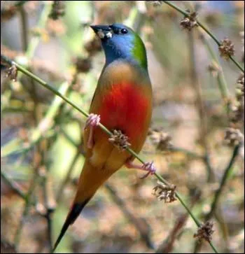 Ce petit passereau asiatique est galement appel Pape des prairies ... .