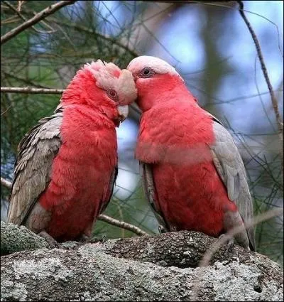 En Australie, son habitat, il est considr comme un parasite par les agriculteurs... .