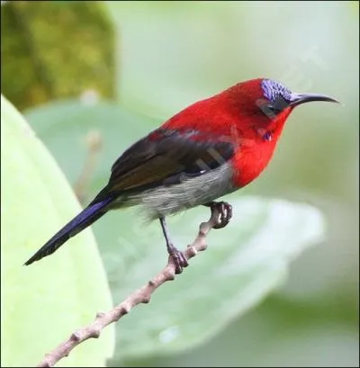 Ce nectarivore vit dans les zones tropicales et subtropicales d'Afrique d'Eurasie et d'Australie ... .