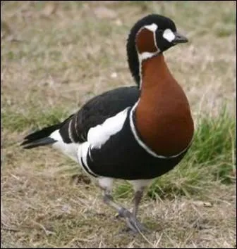 Un anatid venu du nord sibrien, au plumage trs contrast... .