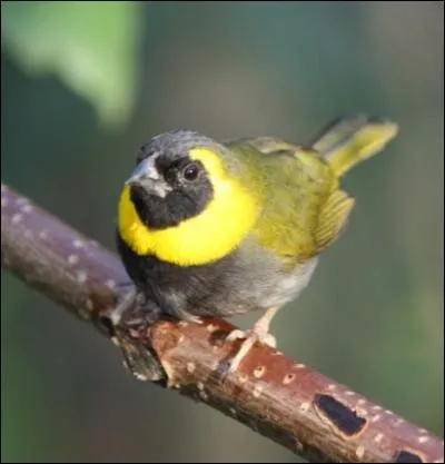 Il ne danse pas la salsa ni le mambo mais il  un joli ramage ... .