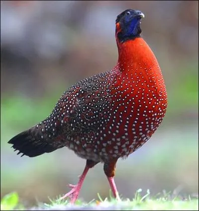 Il vit dans les montagnes du Tibet ... .