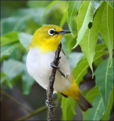 Cet oiseau  lunettes n'a nul besoin d'aller chez Afflelou ou chez Atoll ... .