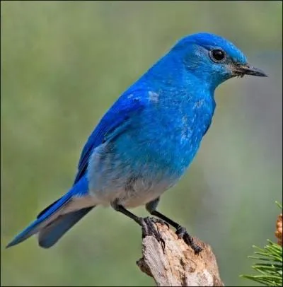 Il est beau il est bleu, c'est un ... .