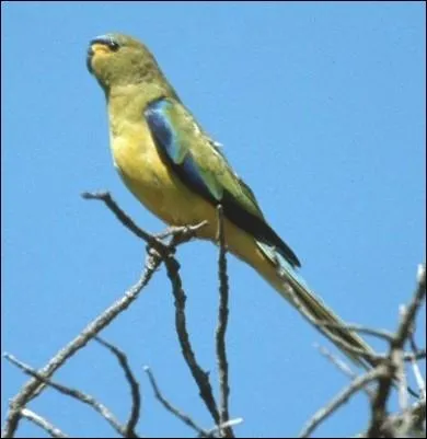 Elle apprcie tout particulitement le littoral australien ... .