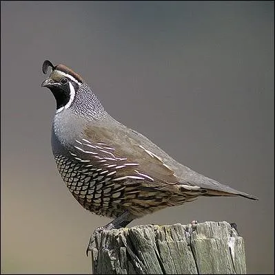 J'appartiens  la famille des Odontophorids, est je suis originaire d'Amrique du Nord ... .