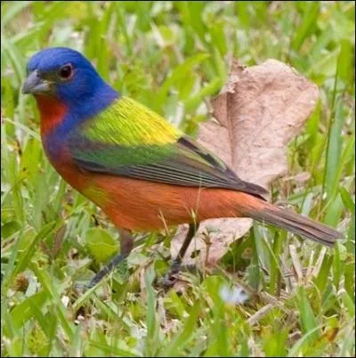 Il n'a nul besoin de vhicule blind pour pavoiser parmi ses congnres ... .