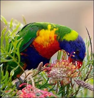 Cet oiseau australien est dot d'une langue en forme de pinceau pour aspirer le nectar des fleurs ... .