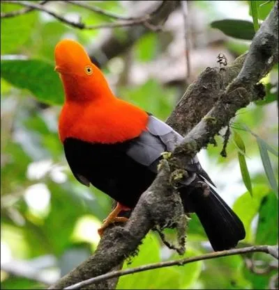 C'est l'oiseau national du pays. Il est considr selon certain comme l'un des plus beaux oiseaux du monde... .