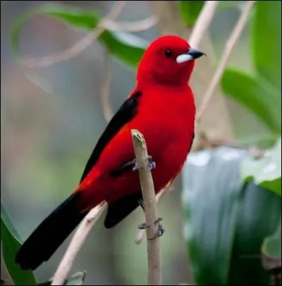 Un frugivore trs colore qui peut-tre  larmoyant ,  fourchu . Celui-ci est dit  carlate ... .