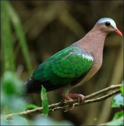 Ce reprsentant des colombids habite les forts tropicales de l'Asie du sud ... .