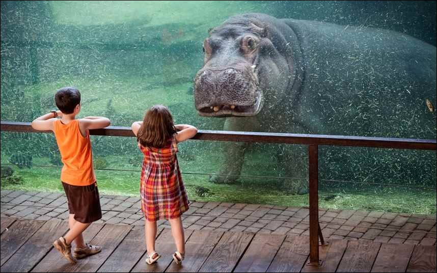 Dans le mot  hippopotame , que signifie  hippo  ?