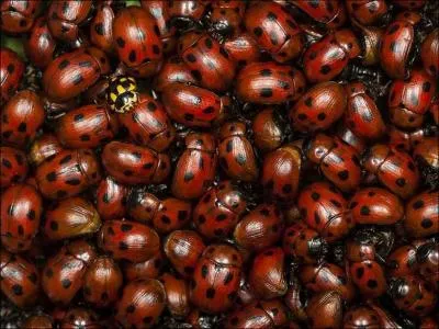 Les coccinelles ont un surnom trs religieux, le connaissez-vous ?