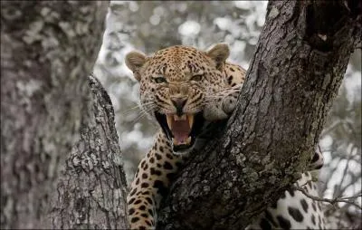 C'est un flin qui vit en Afrique et en Asie !