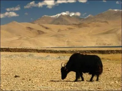 Attention  ne pas le confondre avec les deux autres, il vit en Asie, dans les rgions froides !