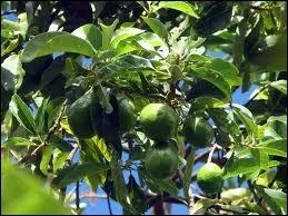 Quelle est cette plante ?