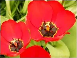 Quelle est cette plante ?