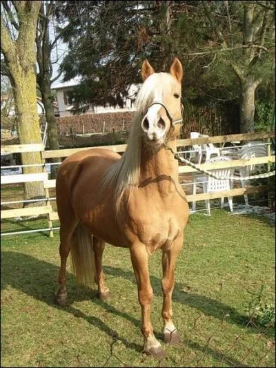 Quelle est la robe de ce cheval ?