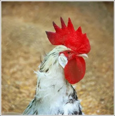 Que veut dire l'expression  Faire le coq  ?