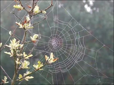 - et le "fil de la Vierge" est entouré, dans nos campagnes, d'une sorte de [...] respect.
