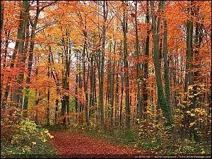 Tandis qu'à l'horizon, la forêt jaunissante, [...] de pourpre par endroits,