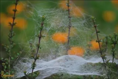 Dans les herbes et dans les chaumes brillent d' [...] filaments,