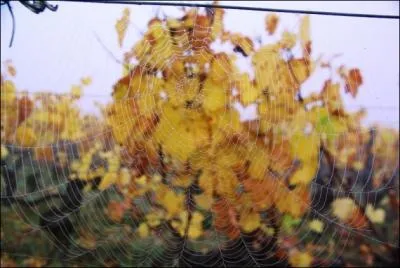 - soyeux et légers, sur [...] les [...] de la rosée miroitent encore plus vivement.