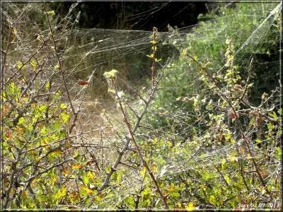 Ces légers [...] adhèrent aux vêtements, aux chapeaux de [...].