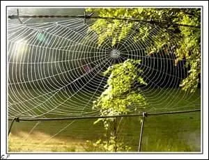 Ils portent un nom bien gracieux, [...] [...] ondoyants.